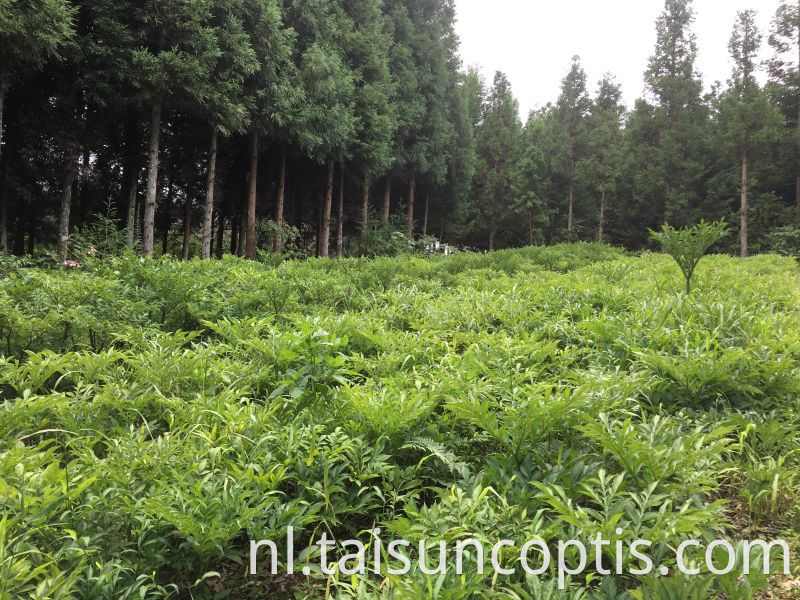 Plant Triangular Leaves Coptis